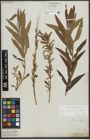 Foto von Salix purpurea L. x Salix viminalis L.